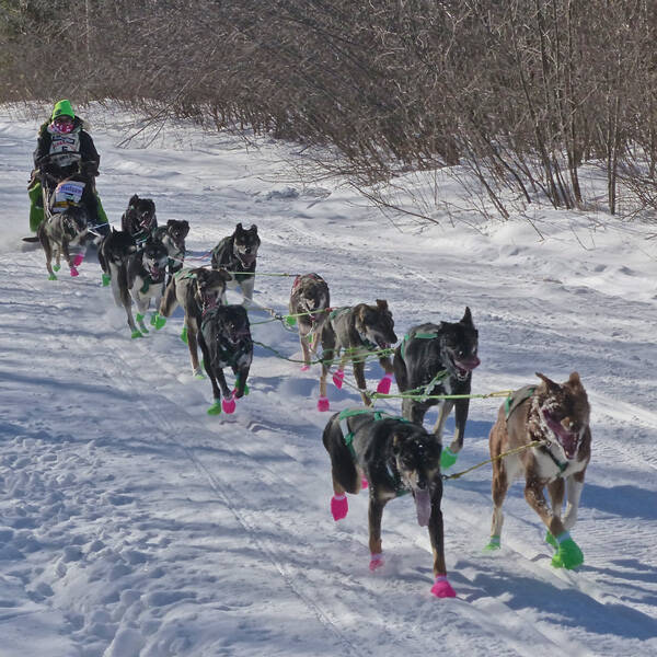 Ryan Redington from Alaska got his team to run the John Beargrease Sled-dog  Marathon more like a sprint to gain a substantial lead. Photo credit: John Gilbert