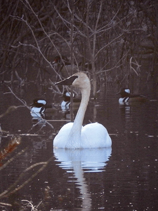 Only after I uploaded this photo did I notice the hooded mergansers behind the trumpeter swan. Beaver ponds are incredibly important habitat for uncountable other  species! Photo by Emily Stone