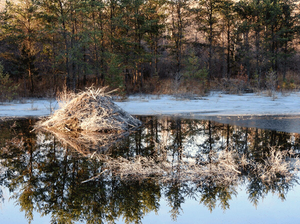 The thicket of sticks in the water were placed there by the beaver last fall as an under-ice food source. Since I haven’t noticed a change in the sticks over the winter, I’m wondering if the beaver is still there. Photo by Emily Stone.