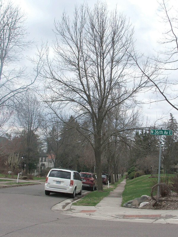 Ash trees on East Second Street. Photo credit: John Ramos