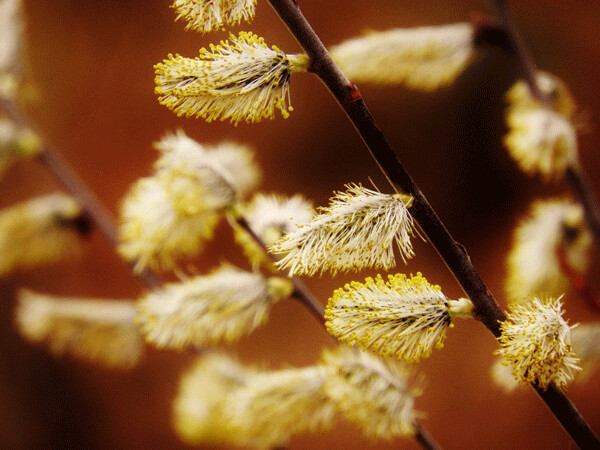 “The willows, their catkins now masses of gold and chartreuse.”  Photo by Emily Stone.