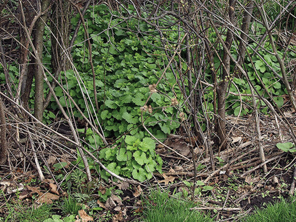 The scalloped, evergreen leaves of garlic mustard become so dense that they can push out almost all native plants in an area. Photo courtesy of the NCWM