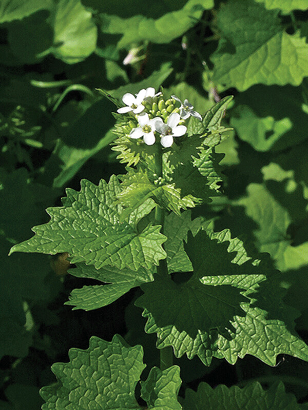 officinalis 18Bcmx: Garlic mustard flowers in its second year. While the leaves are somewhat bitter, at least one wild edible expert suggests eating the flowers. Since you’re going to pull it anyway…Photo courtesy of the NCWMA.