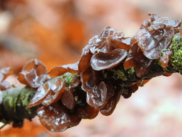 Unlike some fungi, tree-ear jelly fungi do not attack live trees. They are saprobes that feed only on dead wood. Photo by Emily Stone.