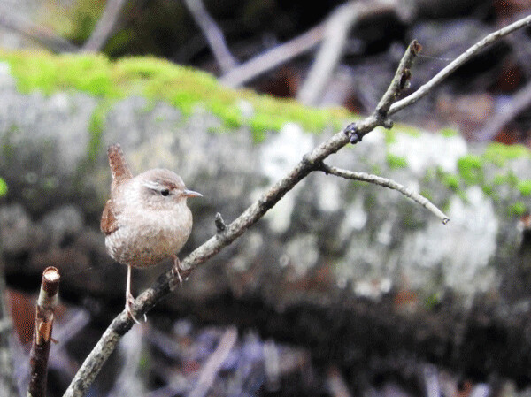 Winter wrens are tiny, mouse-like birds dance around the forest floor, fallen logs, and tangled root masses. From a distance, they look like a wind-tossed leaf. Photo by Emily Stone.
