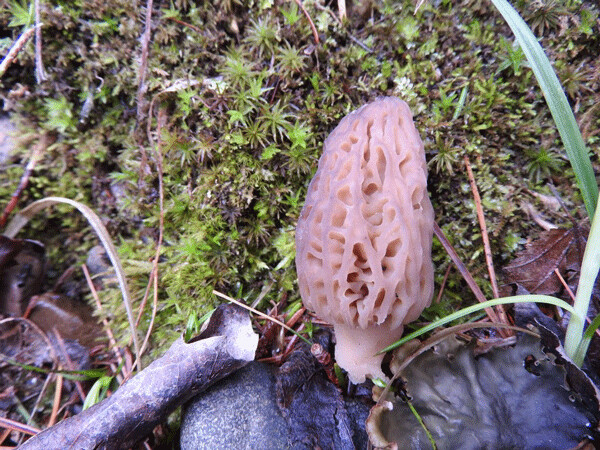 In her fantastic book, “Mycophilia,” Eugenia Bone writes that “Morels are probably the most fetishized of all wild mushrooms.” If people know how to identify and eat just one mushroom, it is the morel. Photo by Emily Stone.