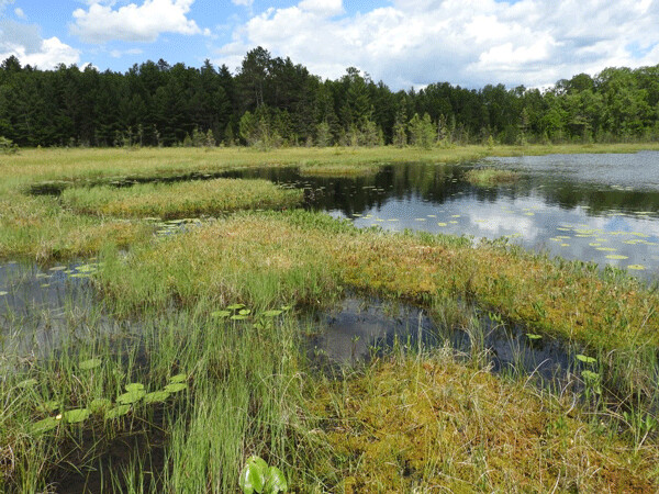 Sugar Bush Fen has a lovely collection of open pools surrounded by a floating mat of sphagnum, sedges, and many other interesting species. Photo by Emily Stone.