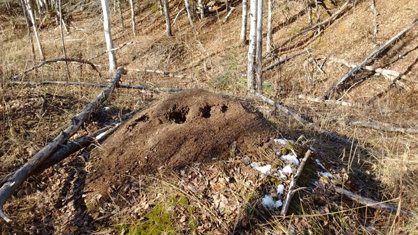 The giant mounds build by some ant colonies offer temperature and humidity control for the ants within and below. Photo by Emily Stone.