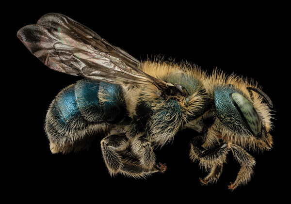 Blue orchard mason bees are one of the six “Bee Buddies” we’ve chosen to highlight in the Cable Natural History Museum’s new “Bee Amazed Exhibit.” Photo by Sam Droege at the USGS Native Bee Inventory and Monitoring Lab.