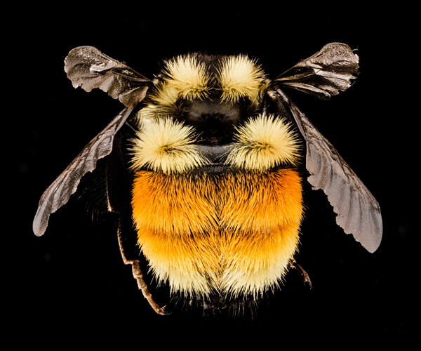 Orange-belted bumble bees are a common and colorful species of bumble bee that are native to Northern Wisconsin and beyond. Sam Droege at the USGS Native Bee Inventory and Monitoring Lab.