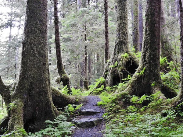 Southeast Alaska is a temperate rainforest with big trees, lots of moss, and a lot of wet weather. Photo by Emily Stone.