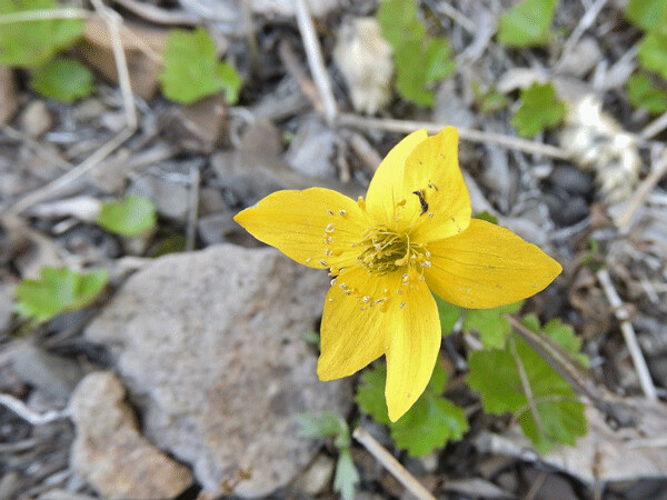 This species of yellow anemone grows on both sides of the Bering Strait from Russia, through Alaska and Canada and into Greenland! Photo by Emily Stone.