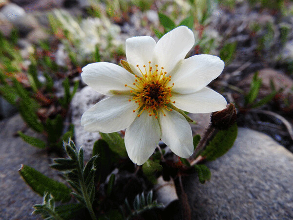 Mountain avens is a tough but beautiful flower of the tundra and alpine areas. While hiking in Denali we often walked over dense carpets of its leaves punctuated by its blossoms dancing in the breeze. Photo by Emily Stone.
