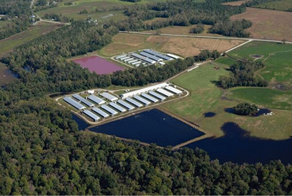 A North Carolina hog CAFO showing fecal and urine waste storage lagoons before Hurricane  Matthew (2016).