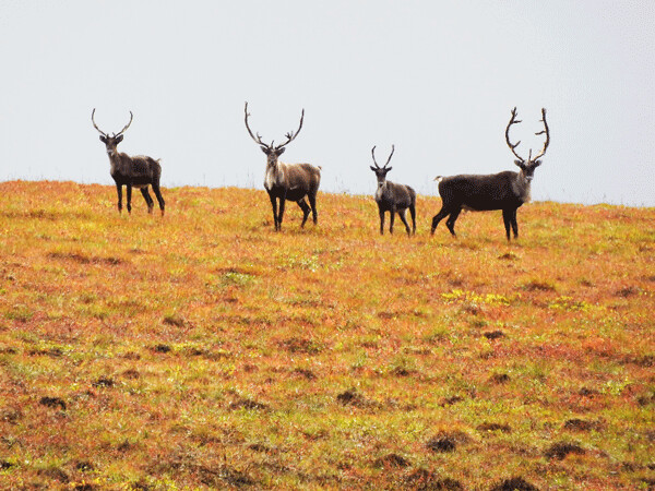 I was thrilled to spot these four bull caribou while out on a walk. Antlers aren’t diagnostic of sex in caribou. Some cows can have bigger antlers than small bulls. The research project required me to look between their legs instead of at their head. Photo by Emily Stone. 