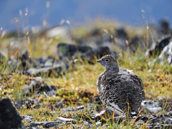 Female rock ptarmigans have such amazing camouflage that they are hard to spot from even a few feet away. Photo by Emily Stone.