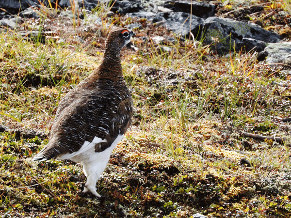 Male rock ptarmigans keep their white feathers longer into the breeding season. Photo by Emily Stone.