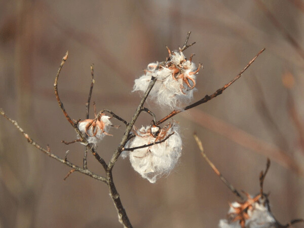 Even willows growing in wet ditches in Wisconsin can have delightful seed heads. Photo by Emily Stone. 