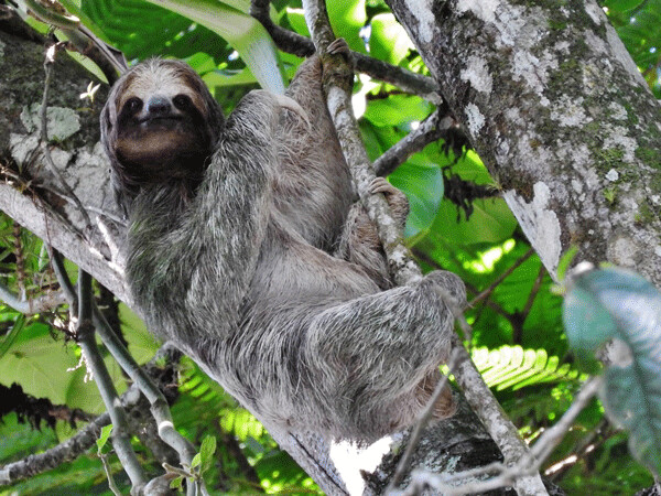 Three-toed sloths move slowly on a strict diet of leaves. They may gain some additional nutrition eating algae that grow on their fur. The algae also provide some camouflage. Photo by Emily Stone.