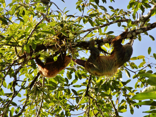 Two-toed sloths eat a slightly wider variety of leaves, fruits, and even insects and small lizards. This gives them more energy, and a wider home range than the three-toed sloth. Photo by Carol Werner, trip member.