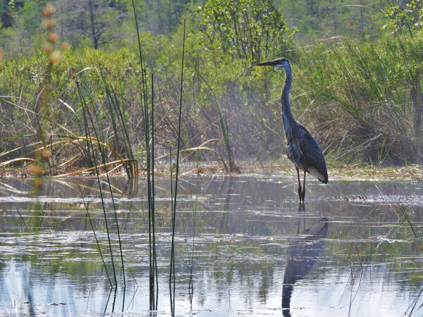 Poet Mary Oliver wrote often about great blue herons. Photo by Emily Stone