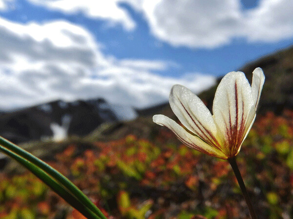 The tiny flowers of Alp Lily turns to catch some warm sunshine. Flowers who capture added warmth from the sun can speed up the development of their fruits and seeds in the short Arctic summer. Photo by Emily Stone