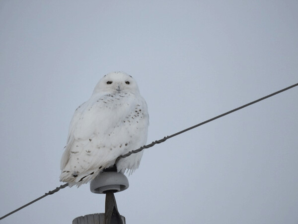 Even though snowy owls sport thick feathers all the way down their legs, this one still chose to hunker down against the cold. Photo by Emily Stone. 