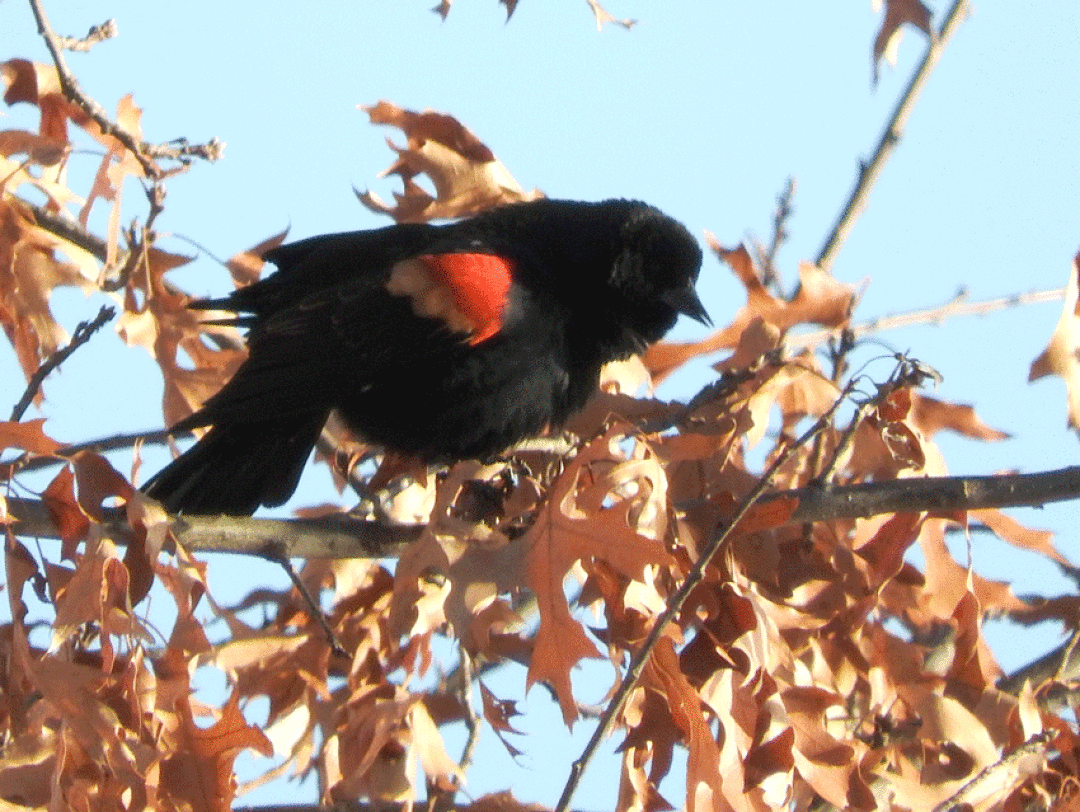 Red-winged blackbird males only go as far south as they need to in order to find food. Their ringing call is one of the first true signs of spring. Photo by Emily Stone.