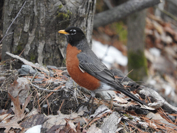 Robins only migrate as far south as they have to, and some never leave. They are one of the earliest and loudest voices of spring! Photo by Emily Stone.