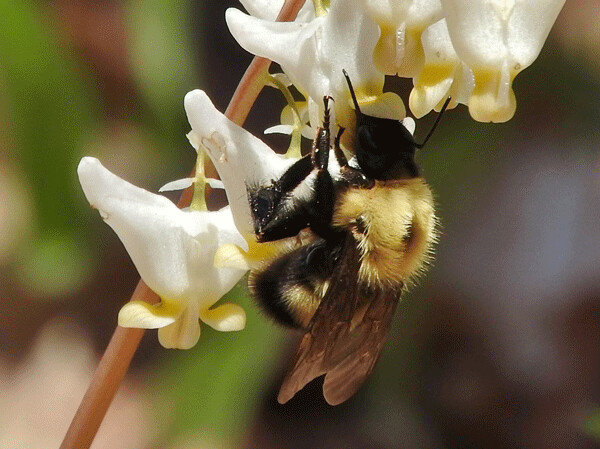 Newly emerged queen bumble bees have strong legs and a long tongue that allow them to access the nectar hidden deep in Dutchman’s breeches flowers. These early flowers rely on fuzzy bumble bees for pollination—few other insects are active during cool spring days. Photo by Emily Stone. 