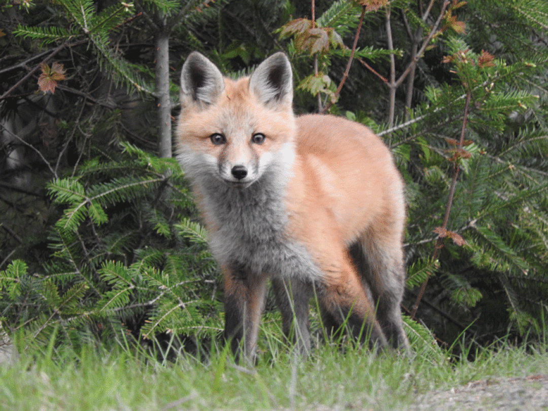 <em>Red foxes eat lots of mice and chipmunks, which seems to reduce the number of Lyme-infected ticks on a landscape. Photo by Emily Stone</em>.