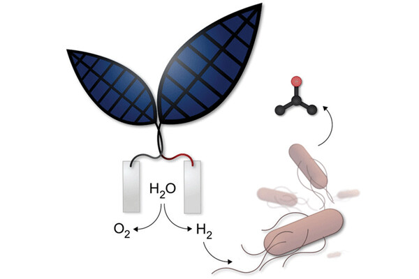 The bionic leaf is a system for converting solar energy into liquid fuel developed by the  labs of Daniel Nocera and Pamela Silver at Harvard. Credit: Jessica Polka,  CreativeCommons.