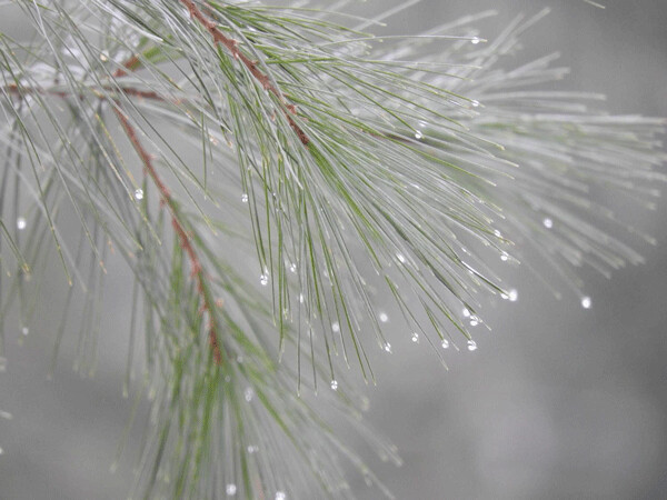 Water droplets cling to white pine needles. Photo by Emily Stone.