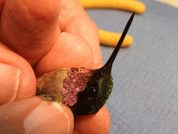 Male: The beautiful feathers on male ruby-throated hummingbirds change from black to purple to red in different angles of light. Photo by Emily Stone.