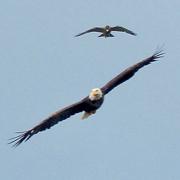 An annoyed bald eagle dives, trying to elude a protective osprey in a drama over  Big Sandy Lake on Sunday... Photo credit: John Gilbert