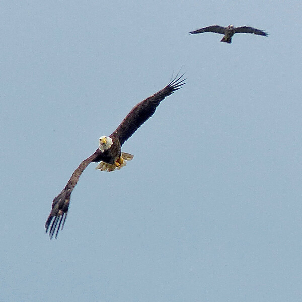 The eagle zigs and zags trying to shake its pursuer... Photo credit: John Gilbert