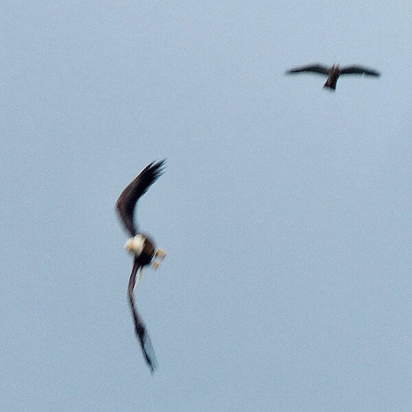 As if copying the F35 pilot’s move at the air show, the eagle suddenly swerves to  shake both the osprey, and the sharpness of the focus... Photo credit: John Gilber