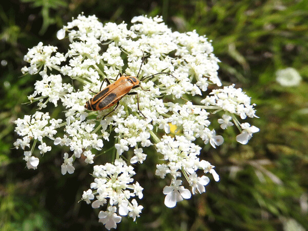 Even though Queen Anne’s lace isn’t native to North America, it came over with the first European settlers and many of our local insects appreciate the nectar and habitat it provides. Photo by Emily Stone. 