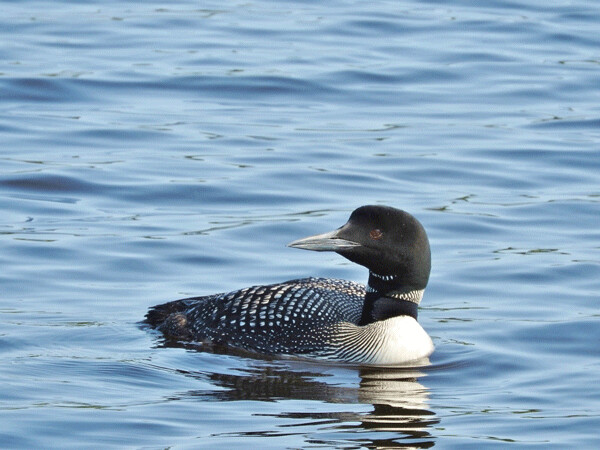 In 2011, I wrote: “Paddling close to a loon, I was struck by the vibrancy of its glowing red eye.” Loons aren’t “its,” though. I would now say “I was struck by the vibrancy of their glowing red eye,” and offer this living being the grammar of animacy. Photo by Emily Stone.