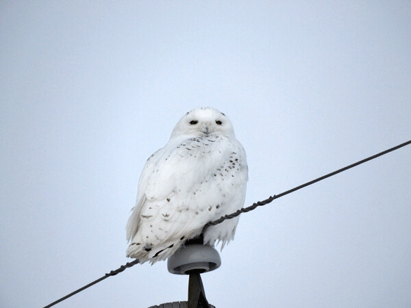 The bright white of this owl’s feathers indicated that he was a male, which meant that I could easily write about “him” instead of “it,” and offer this living being the grammar of animacy. Photo by Emily Stone.