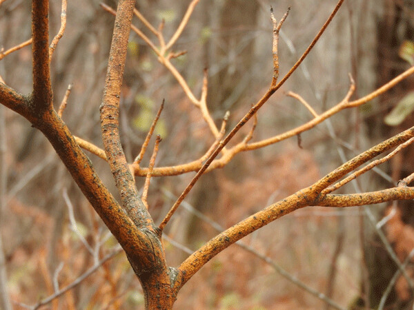 The golden twigs of Pagoda dogwood make it easy to identify—even though the color means that they’re dying from a fungus. Photo by Emily Stone. 