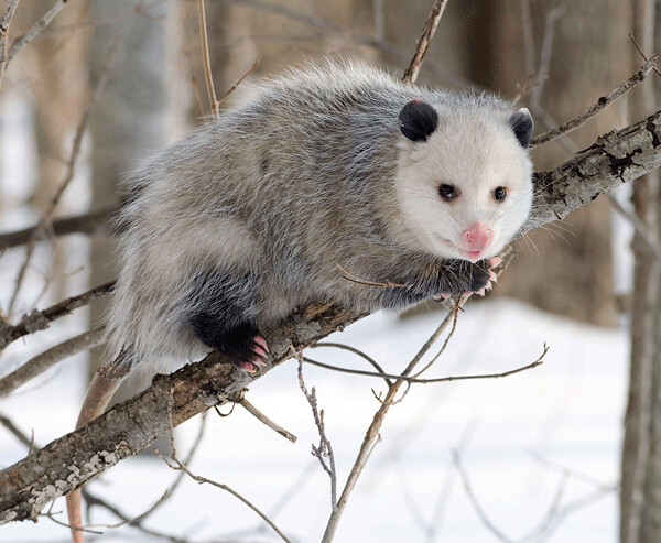 One reason that Virginia opossums have been able to move north is that they will eat just about anything. Photo by Cody Pope, Creative Commons.