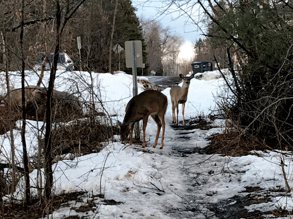 A pair of feeding deer on a trail near 42nd Ave. East and London Road. Photo credit Jim Lundstrom.