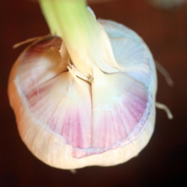 Photo by Ari LeVaux. Top: Close-up of freshly dug garlic.