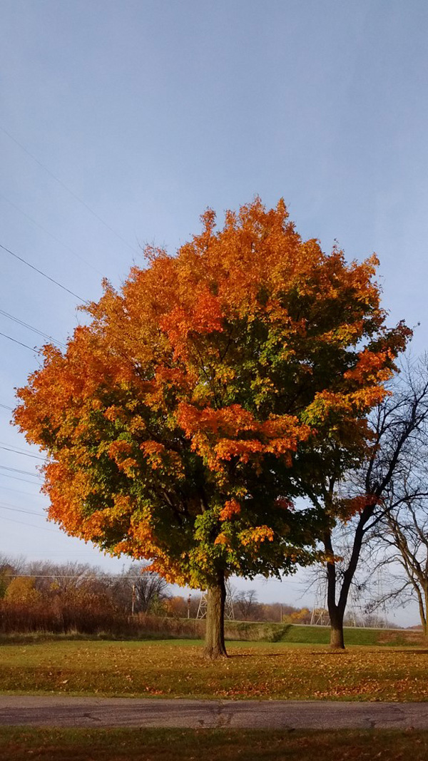 This Iowa sugar maple reminds me of Cable at the end of September. A state and a half south, and I traveled back in time over a month! Photo credit: Emily Stone