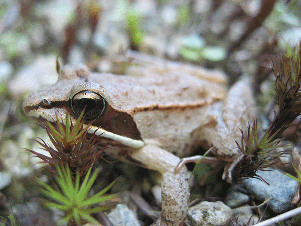 Wood frogs are hardy winter hibernators and early spring singers. You can identify this small brown frog by the black bandit mask across its eyes. Photo by Michael Zahniser, Wikimedia Commons.