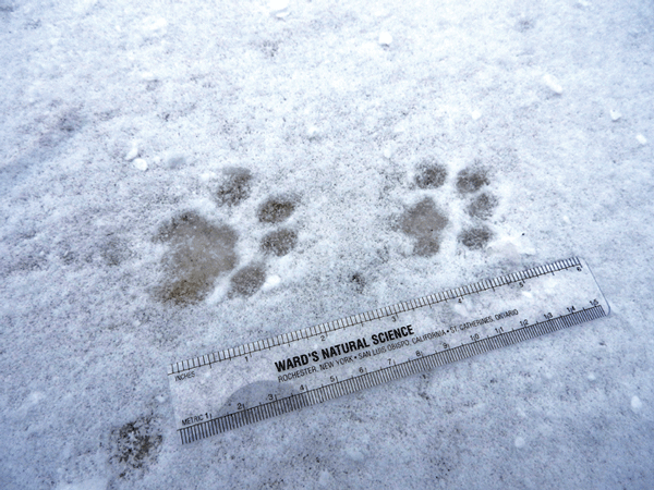 The rounded, clawless toes and off-center arrangement of bobcat tracks make them distinctive. Bobcats are out and active, searching for mates, during February and March. Photo by Emily Stone.