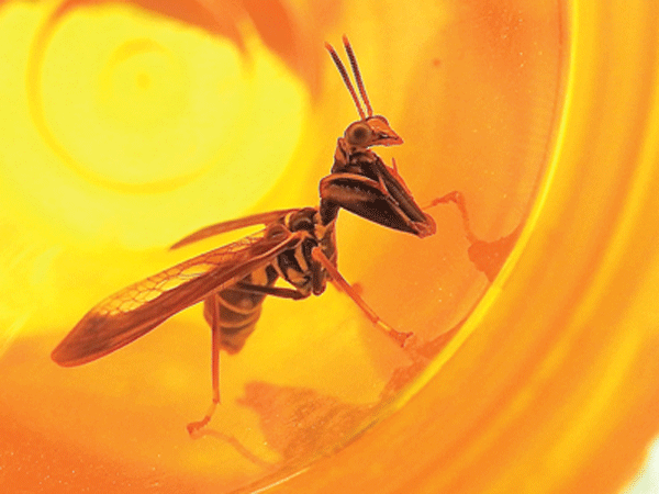 The wasp mantidfly (Climaciella brunnea) shares the hunting weapons of a praying mantis and the warning coloration of a wasp. These fascinating creatures are harmless to humans, even when trapped in a pill bottle. Photo by Emily Stone.