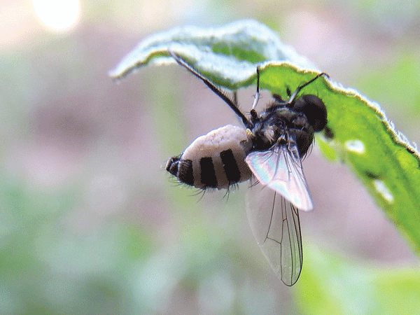 This fly may look ok, but it has been parasitized by a fungus. White spores fill and distend its black abdomen, creating stripes. Still, the dead fly waits in the mating position, ready to infect another amorous fly with the fungus. As a root-maggot fly whose larvae eat my garden plants, I’m not sad to see it go. Photo by Emily Stone.