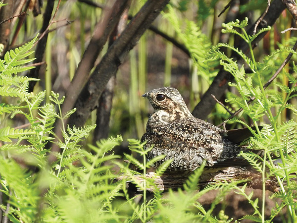 Nighthawks often perch along branches for better camouflage. Photo by Emily Stone.